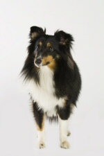 Porait of a dog