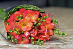 coral colored flowers