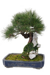 bonsai tree