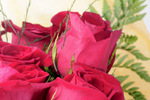 ruby colored roses
