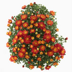 pot crysanthemum