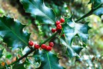 holly bush
