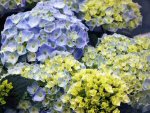 blue hydrangea blue hydrangea