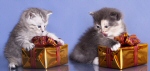 Kittens and their pet gifts