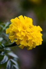 marigold marigold