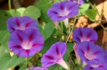 morning glory 