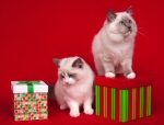 ragdoll kittens and gifts