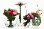 roses roses