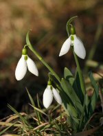 snowdrops
