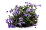 violet flowers violet flowers